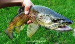 DSC03775 web.JPG